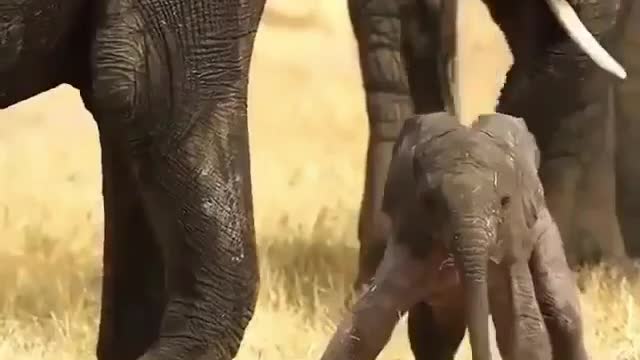 Beautifull elephant