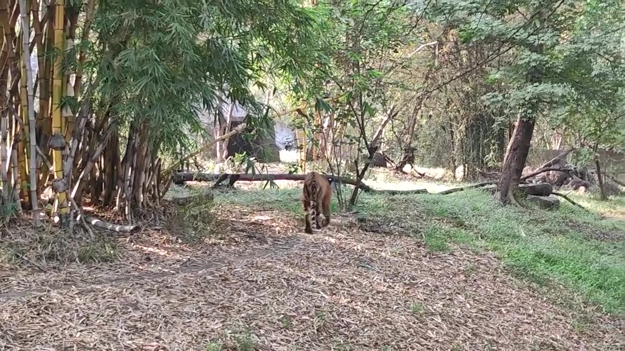 Tiger in Zoo