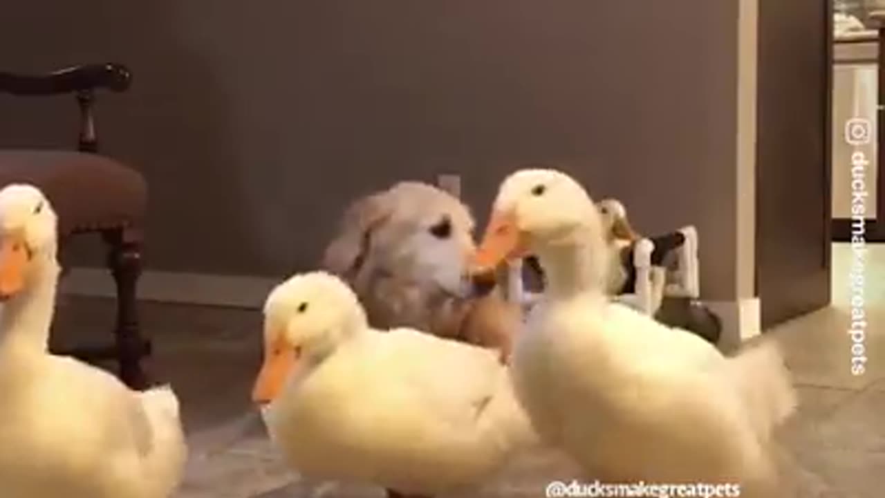 Ducks are dogs best friends!