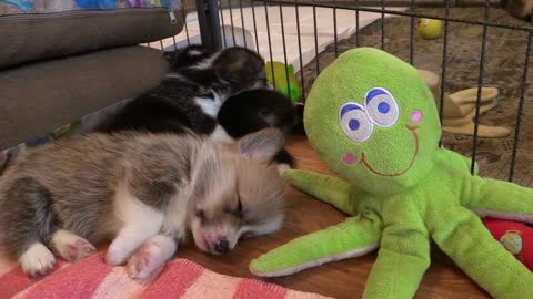 Corgi Dog Puppy Pet Welsh Corgi Pembroke Animal an f