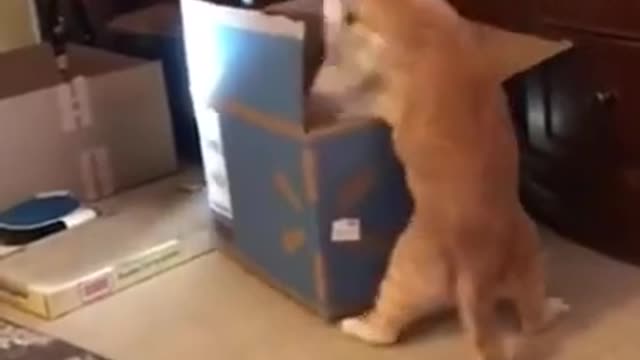 The Fight For The Box