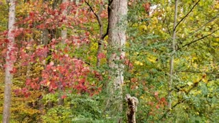 Fall 2020 leaves change color. So beautiful.