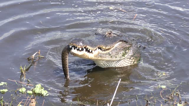 American alligator eating a large brown water snake