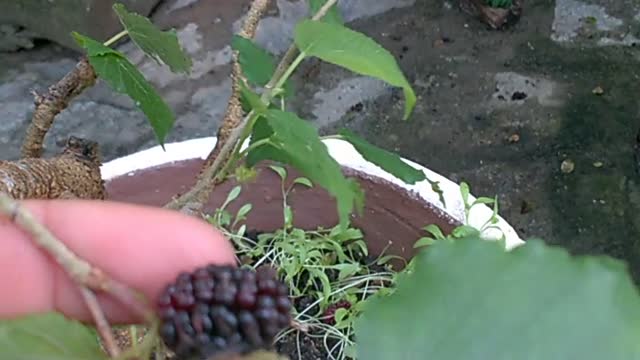 MY BLACKBERRIES IN PARAÍBA-BRAZIL