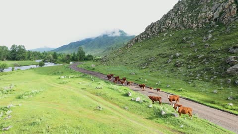 Countryside beauties