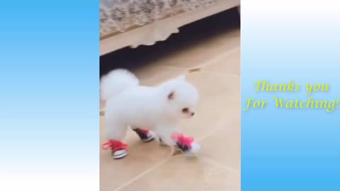 This cute dog is struggling to walk while put on shoes