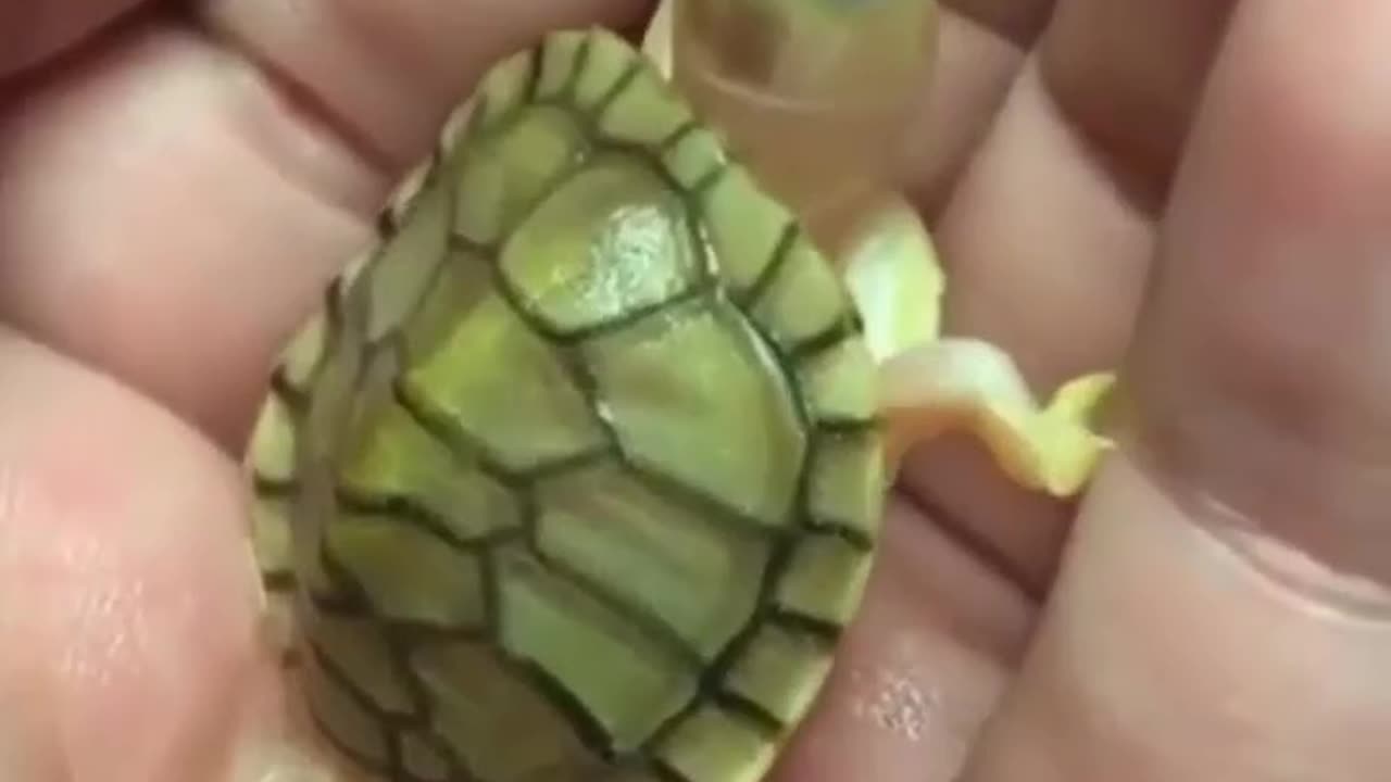 cute baby turtle