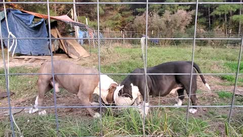 Msu Bully farm