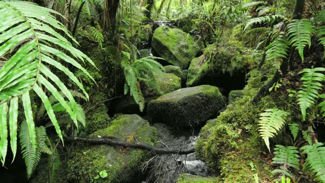 [Healing Sounds] Relaxing Slow River Flow and Bird's Songs - 1 Hour