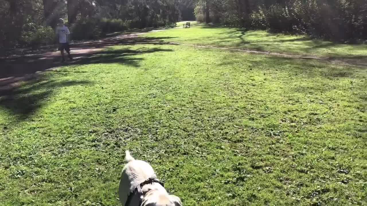 Out of leash and back training