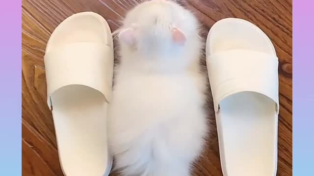 Cute and funny cat video