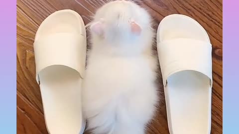 Cute and funny cat video