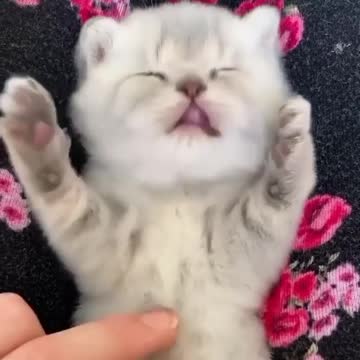 White cat sleeping video - Awesome cat video
