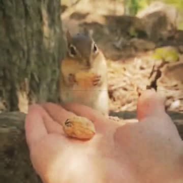Chipmunks and Peanuts