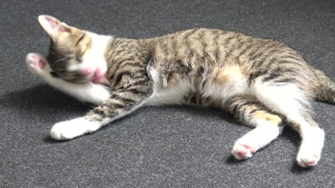 Cute Little Cat Is Washing His White Socks