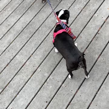 Ready for their walk