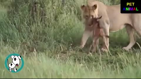 Lion Saves a Baby Calf from Another Lion