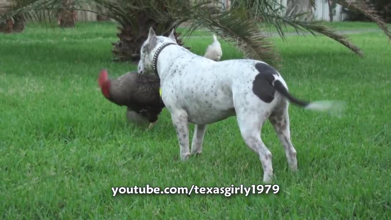 Dog and Chicken fight - funny videos