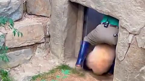 Panda Funny Video