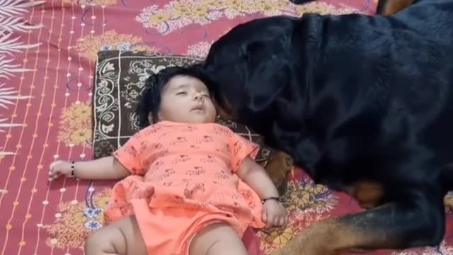 Dogs fun time