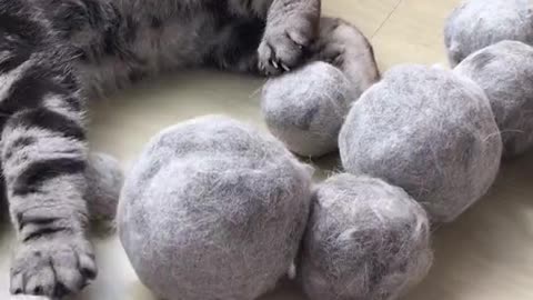 Look at the many fur balls