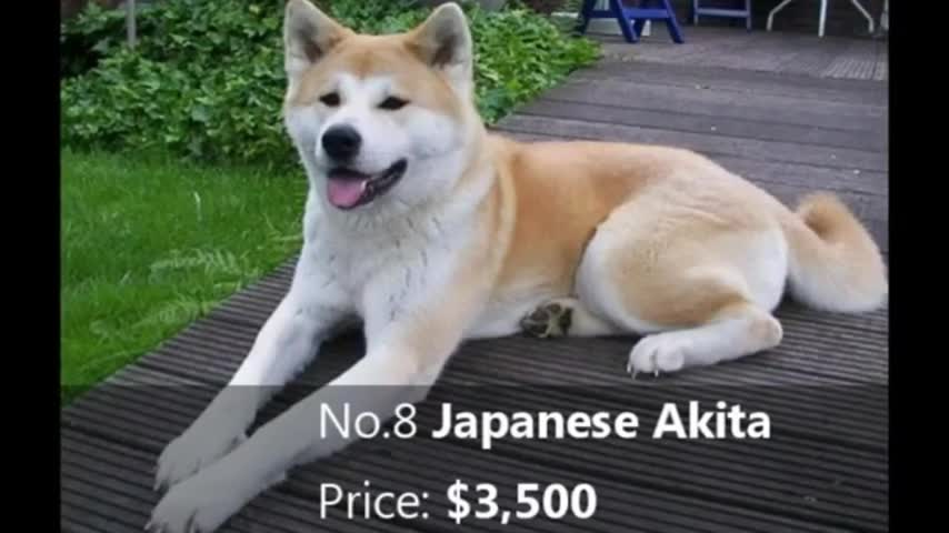 TOP 10 MOST EXPENSIVE DOGS