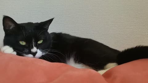 The cat watching TV on the beanbag sofa