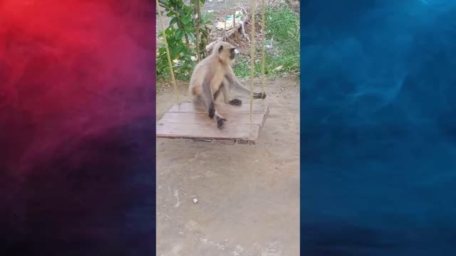 Cute Baby Monkey Playing with swing