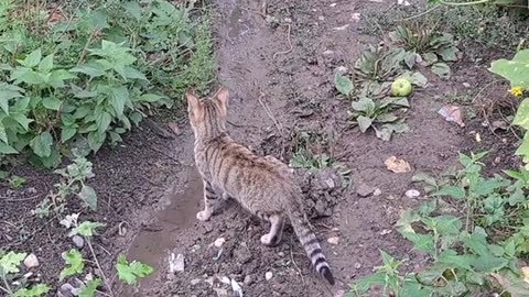 The kitten caught a mouse and ate it. This kitten is very cute.