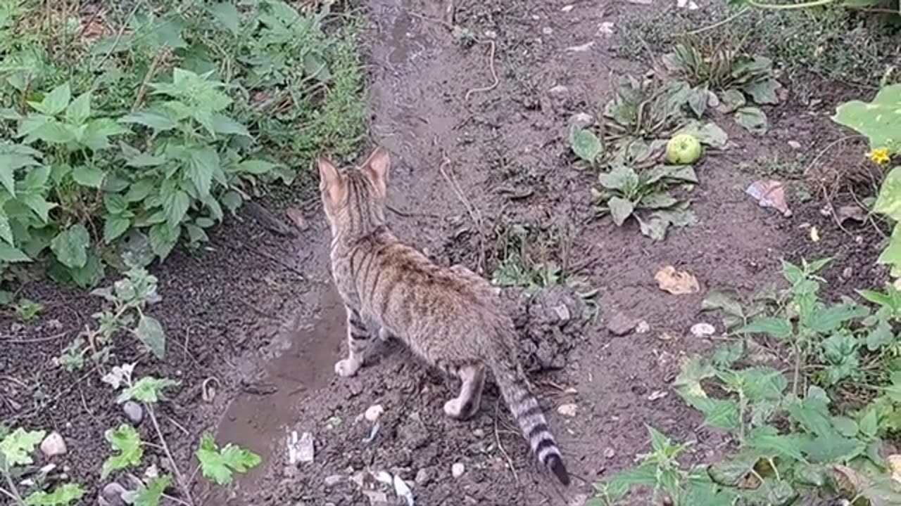 The kitten caught a mouse and ate it. This kitten is very cute.