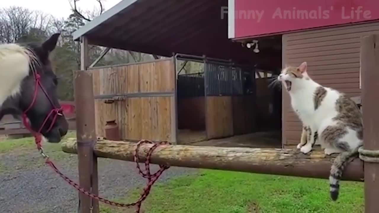 🦁 Funniest Animals 🐼