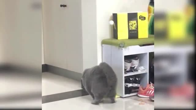 Cat got pranked by his owner