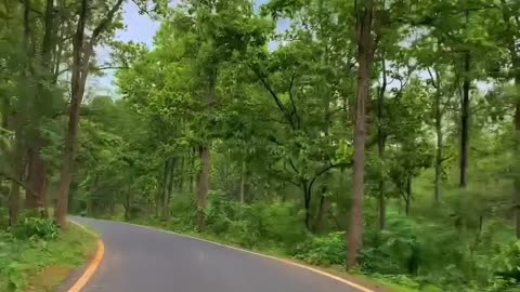 Forest View l Beauty of Forest