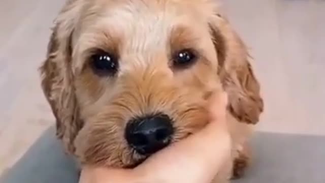 ☑️ Funny Moments Animals - Best Of The Adorable Pets #Shorts