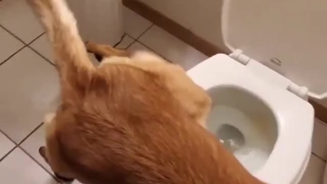 Very intelligent pet dog in toilet