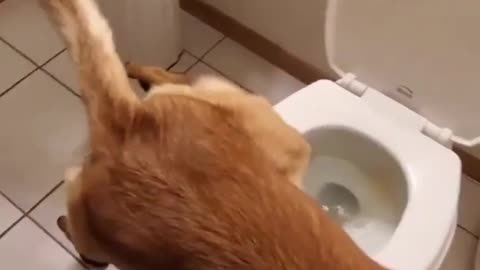 Very intelligent pet dog in toilet