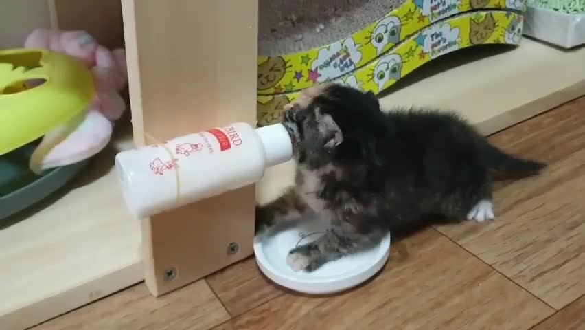 Cute cat is eating powdered milk