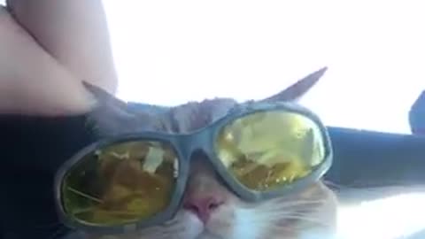 Cat in car with yellow lense sunglasses