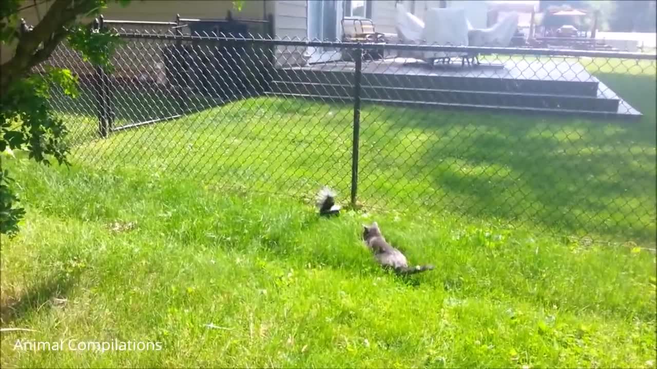 Baby skunks try to spray