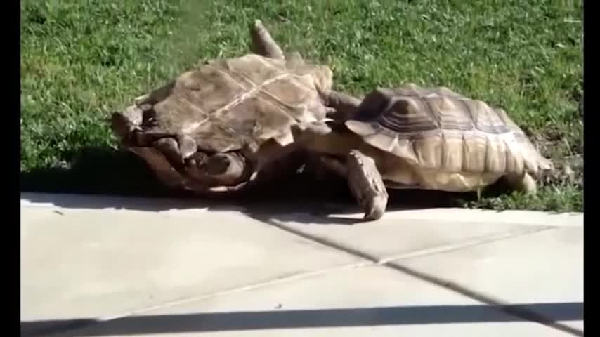 ( AMAZING ) TURTLE HELPS