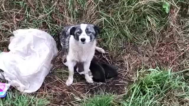 Heroes Save Dog With Her Puppies Abandoned At Side Of The Road