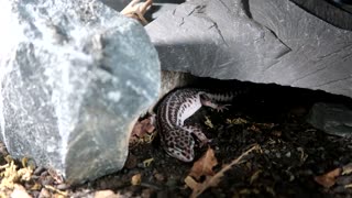 Cute Leopard Gecko sleeps while Jazz Plays!