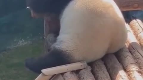 Try not to laugh