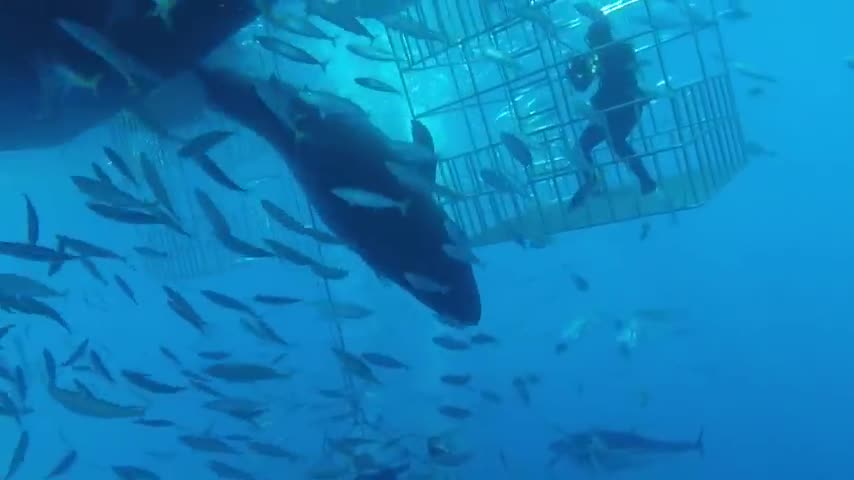 Great white shark in cage
