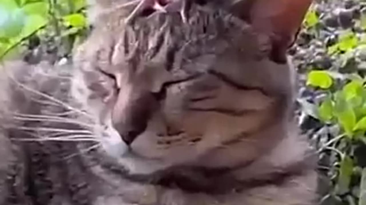 Funny animals - Funny cats / dogs - Funny animal videos 49