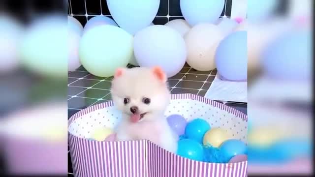 Baby Dogs_Cute and Funny Video Compilation!!