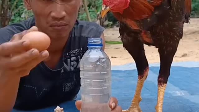 Today, play with my chicken once