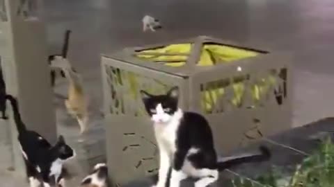 Watch cats pretend