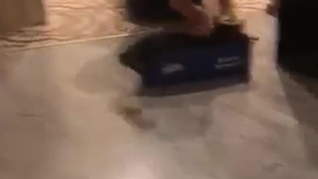 Cat likes to play inside the box with its owner