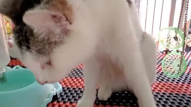 Very cute kittens and animals